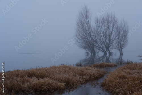 Brume sur le lac du Salagou, avec trois arbre qui sortent de l'eau, matin d'hiver, atmosphère, ambiance