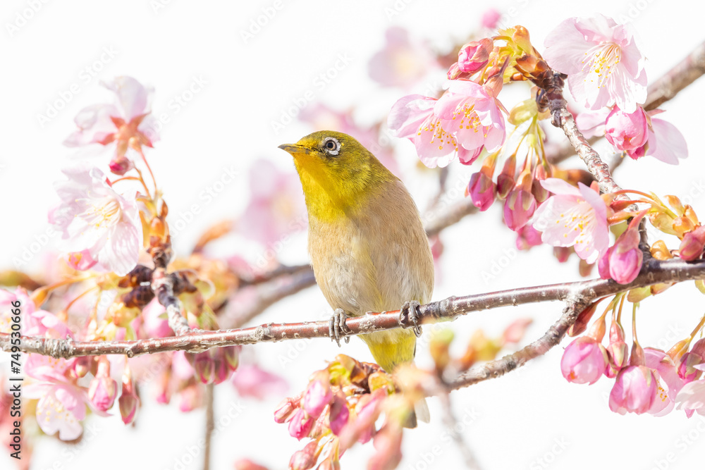 河津桜とメジロ メジロが河津桜の蜜を吸いに来ました 河津桜とメジロ メジロが河津桜の蜜を吸いに来ました