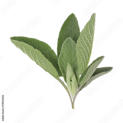 green sage leaves for food and decoration