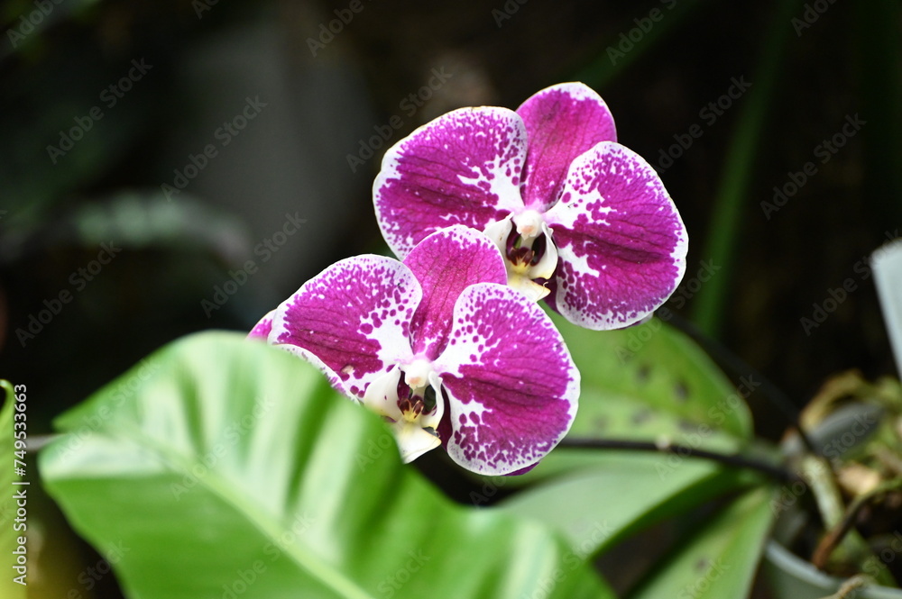 Obraz premium Storczyk.