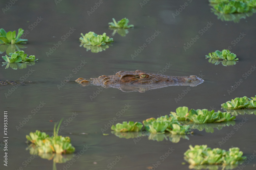 Nile Crocodile (Crocodylus niloticus) lurking amongst floating water hyacinth in a shallow lagoon in South Luangwa National Park, Zambia Nile Crocodile (Crocodylus niloticus) lurking amongst floating water hyacinth in a shallow lagoon in South Luangwa National Park, Zambia