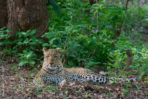 Female Leopard (Panthera pardus) resting in the undergrowth in South Luangwa National Park, Zambia photo