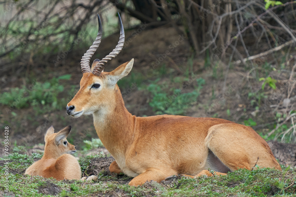 Male Puku (Kobus vardoni) with young in South Luangwa National Park, Zambia