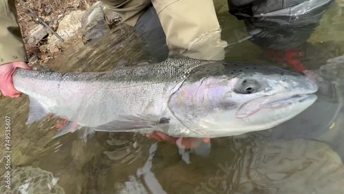 Correctly releasing large wild steelhead rainbow trout into river after landing. Catch and release method of fishing. photo