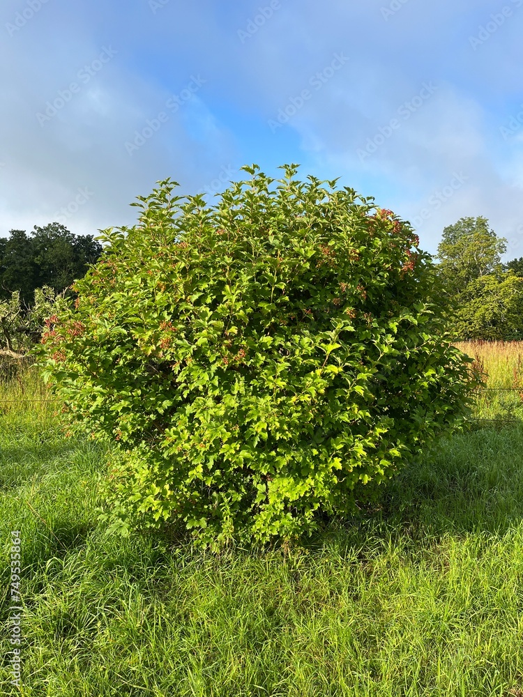 Naklejka premium trees in the field