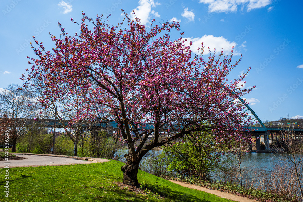 Amidst Pittsburgh's South Side district, a cherry blossom tree blooms by the Allegheny River under a clear blue sky on an early spring day. Amidst Pittsburgh's South Side district, a cherry blossom tree blooms by the Allegheny River under a clear blue sky on an early spring day.