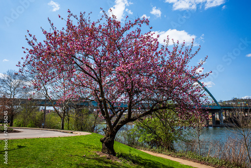 Amidst Pittsburgh's South Side district, a cherry blossom tree blooms by the Allegheny River under a clear blue sky on an early spring day.