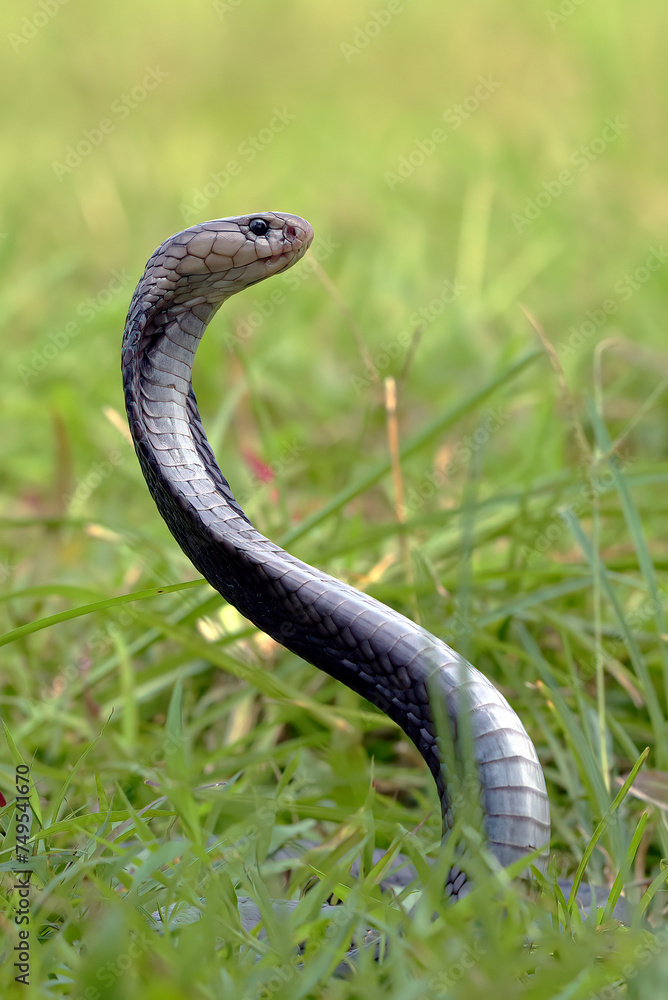 Javanese spitting cobra with its head standing ready to attack its prey