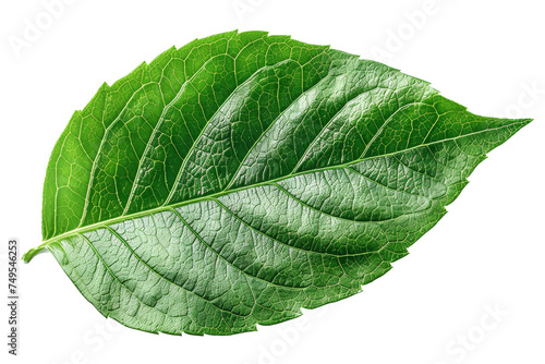 On a white background, a green leaf is isolated.