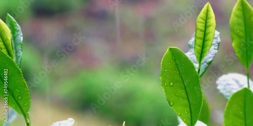 The green and fresh tea leaves are blown by the mountain breeze 