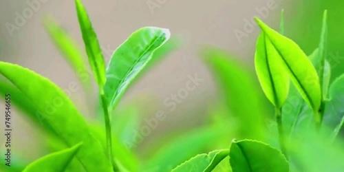 The green and fresh tea leaves are blown by the mountain breeze 