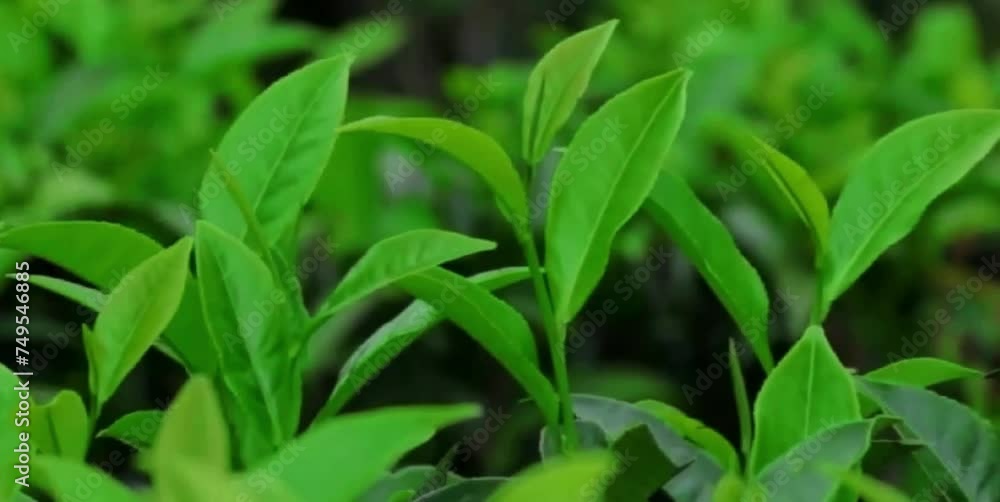 The green and fresh tea leaves are blown by the mountain breeze The green and fresh tea leaves are blown by the mountain breeze