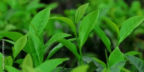 The green and fresh tea leaves are blown by the mountain breeze 