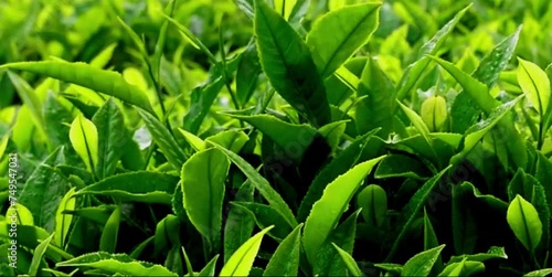 The green and fresh tea leaves are blown by the mountain breeze 