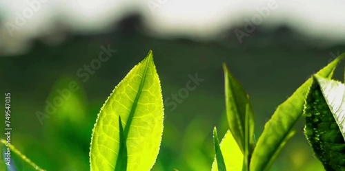 The green and fresh tea leaves are blown by the mountain breeze 