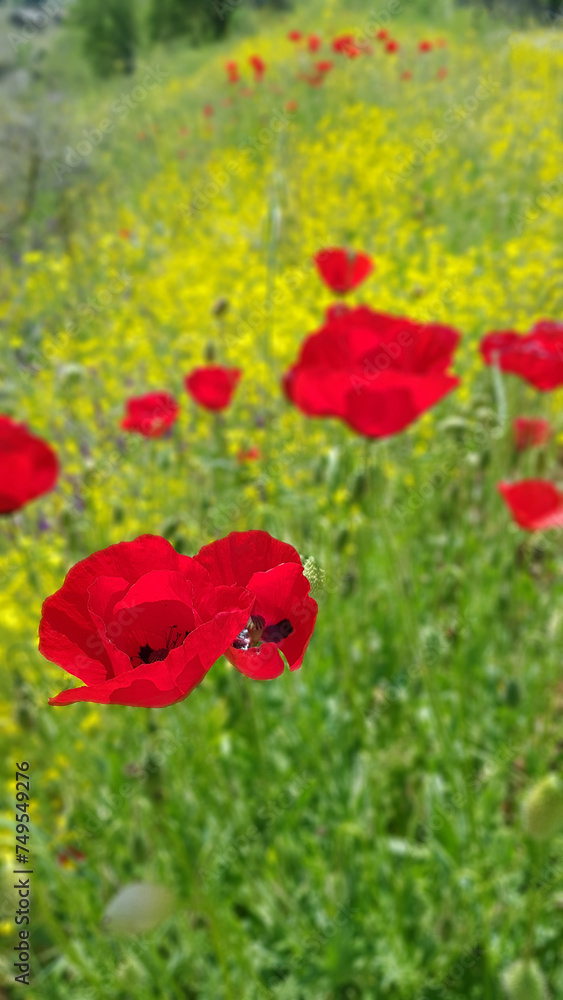 Fototapeta premium field of poppies