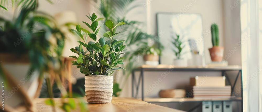 A potted plant sits on a table in a room with a white wall and a white basket A potted plant sits on a table in a room with a white wall and a white basket