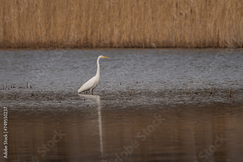 Great egret  common egret  large egret  great white egret or great white heron  - Ardea alba wading in water with brown reed in background. Photom from Milicz Ponds in Poland.