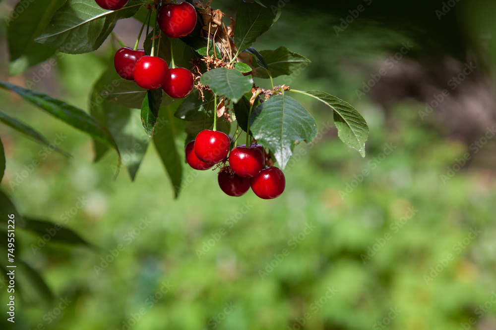 group of ripe red cherries hanging on a green branch....