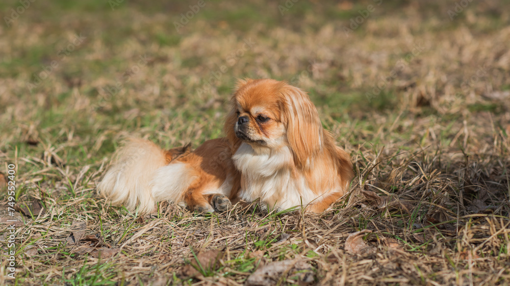 Little cute young golden Pekingese dog outside. Lifestyle of domestic animals, doggo portrait