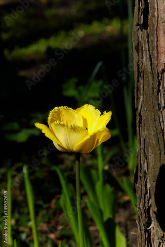 Beautiful yellow tulip growing next to tree trunk