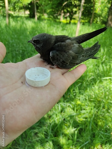 Young black swift sits on palm of man..