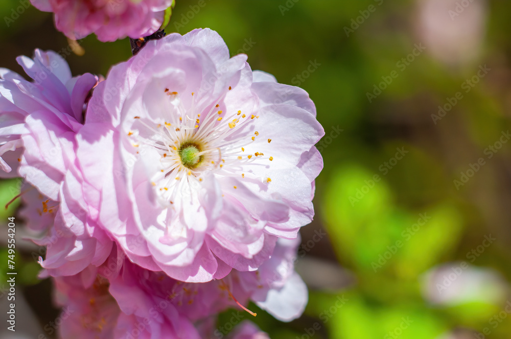 Blooming almond, sakura flower, showcasing natures spring beauty. Blooming almond, sakura flower, showcasing natures spring beauty.