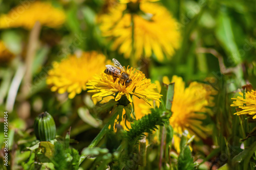Bee on a dandelion flower in bright sunlight. © Andrii_Abriutin