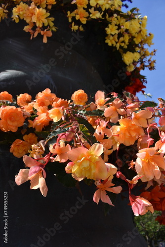 macetero colgante flores anaranjadas soleado