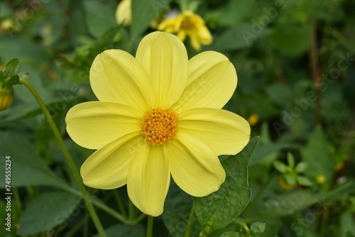 dalia flor amarilla con centro naranja