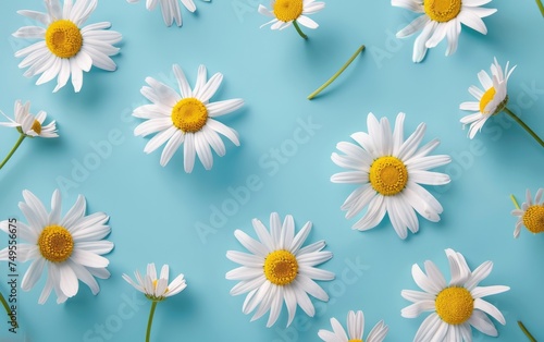 Floral Serenity  Chamomile Daisy Composition