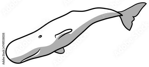 sperm whale vector icon