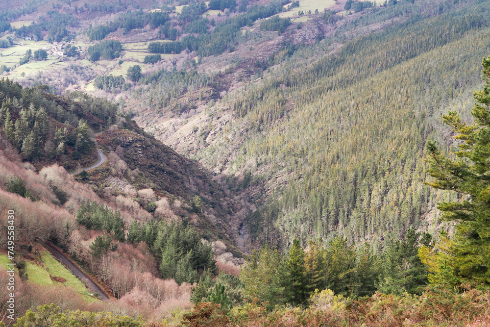 Paisaje de pinos en un valle con una ladera soleada.