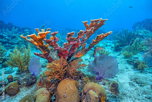 staghorn coral ,Acropora cervicornis photo
