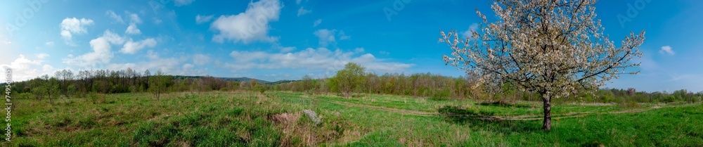 Panorama of flowering trees near the road. Sunny spring day.