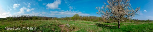 Panorama of flowering trees near the road. Sunny spring day.