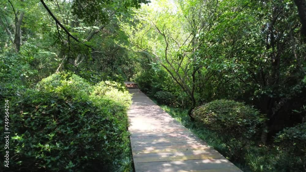 footpath in the forest, path in the forest footpath in the forest, path in the forest