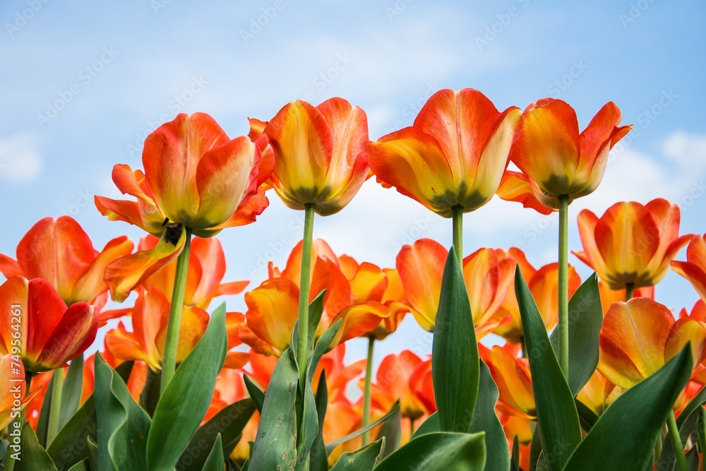Tulipany Tulipany