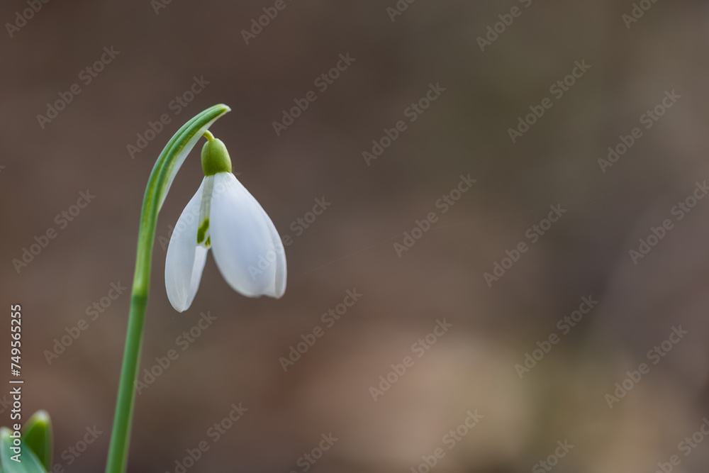 Obraz premium Snowdrop - Galanthus nivalis first spring flower. White flower with green leaves.