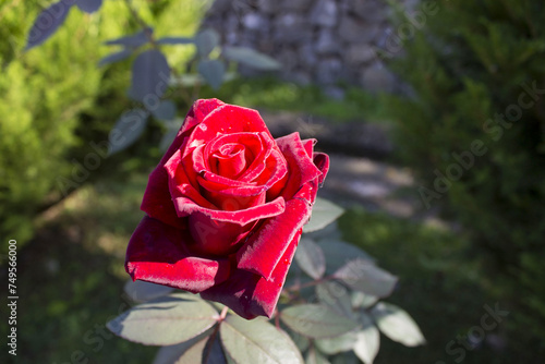 Wallpaper Mural Flower: Rose Italy Torontodigital.ca