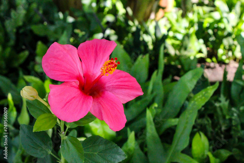 Flower: Pink Ma’o Hau Hele from Hawaii photo