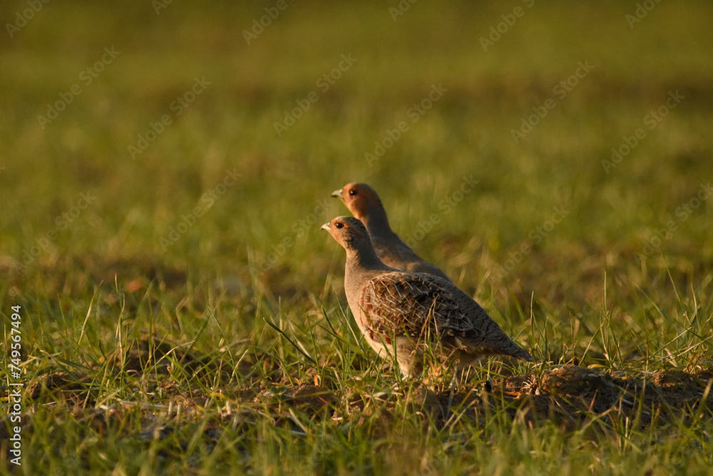 Partridge the field