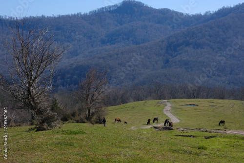cows and horses in the meadow. Travel concept. An idyllic view of a green valley, grazing horses, a path going into the distance, on a sunny spring day against the backdrop of mountains and blue sky. © DNV