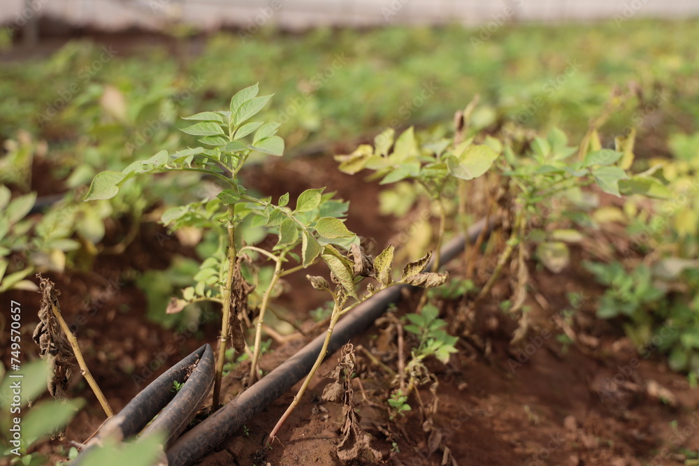 Growing Potatoes in Green house with Drip Irrigation System. Growing Potatoes in Green house with Drip Irrigation System.