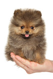 Happy Pomeranian Spitz puppy sits on a hand