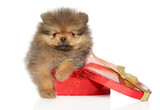 Pomeranian puppy lies on red heart-shaped gift box