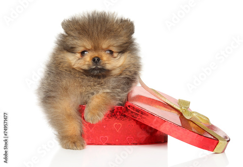 Pomeranian puppy lies on red heart-shaped gift box
