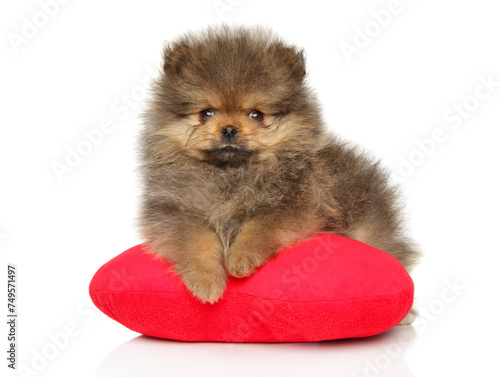 Pomeranian puppy, lying on a red heart-shaped pillow