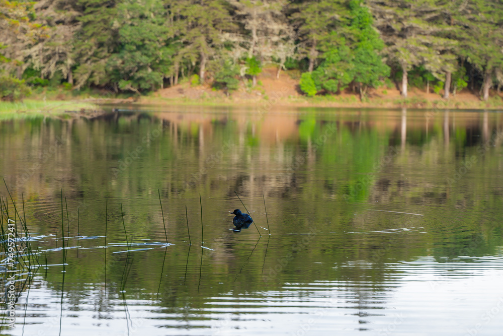 Beautiful panorama view of the calm lake in Costa Rica - Don Manuel Lake, and a baby black duck Beautiful panorama view of the calm lake in Costa Rica - Don Manuel Lake, and a baby black duck