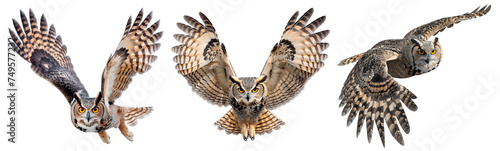 Set of owl isolated on the transparent background. The bird is a nocturnal predator.